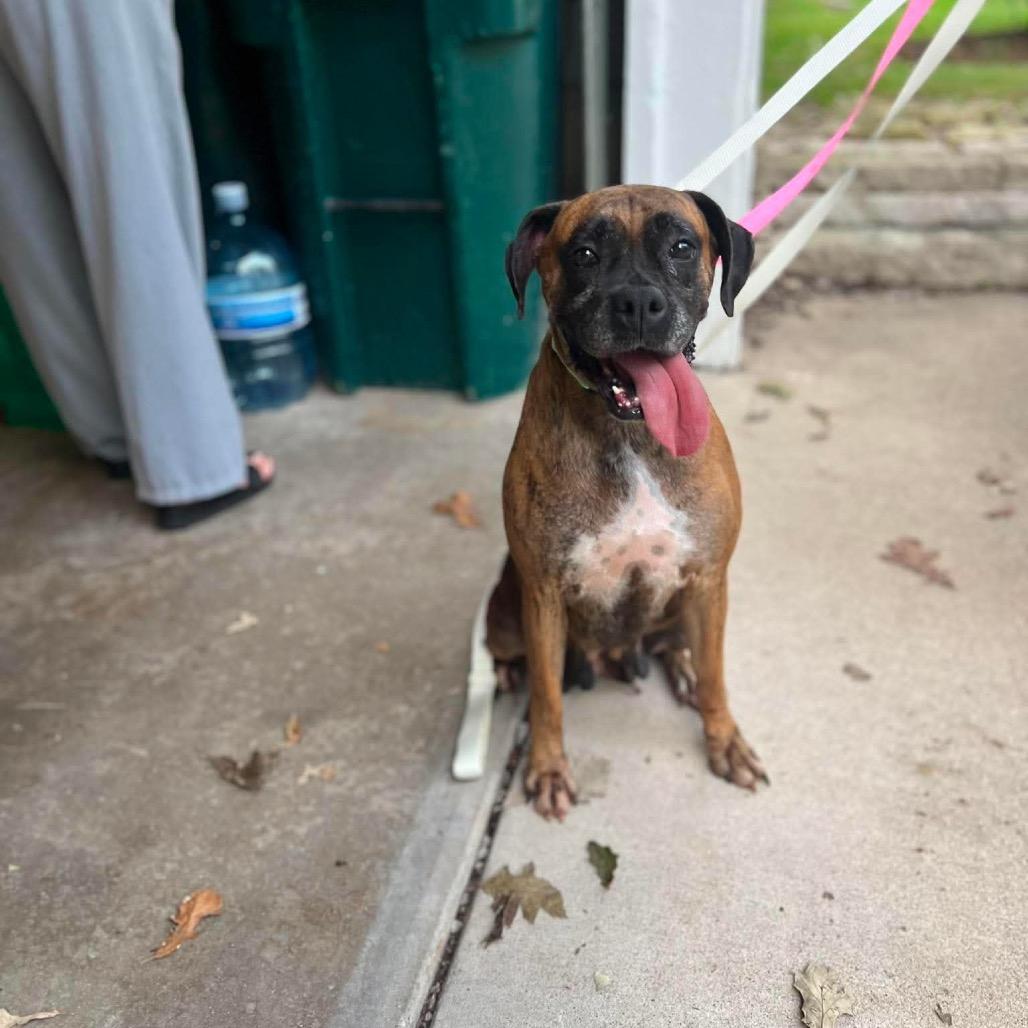 Enlarge Eclair, a Adoptable Boxer in St. Charles, IL image 2/6