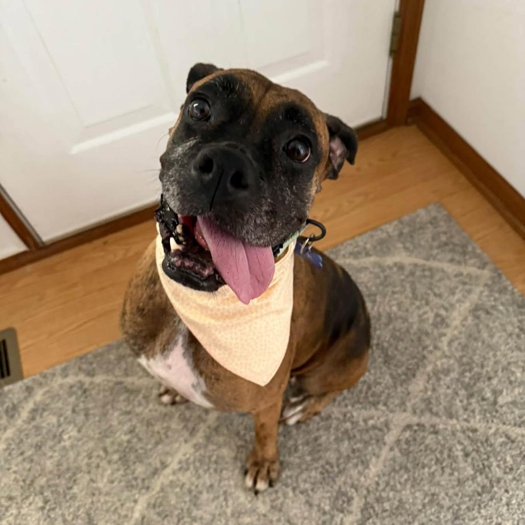 Enlarge Eclair, a Adoptable Boxer in St. Charles, IL image 3/6