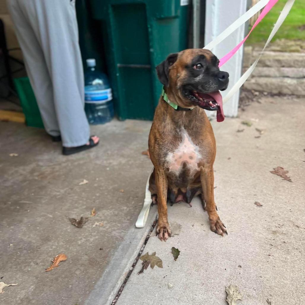 Enlarge Eclair, a Adoptable Boxer in St. Charles, IL image 4/6