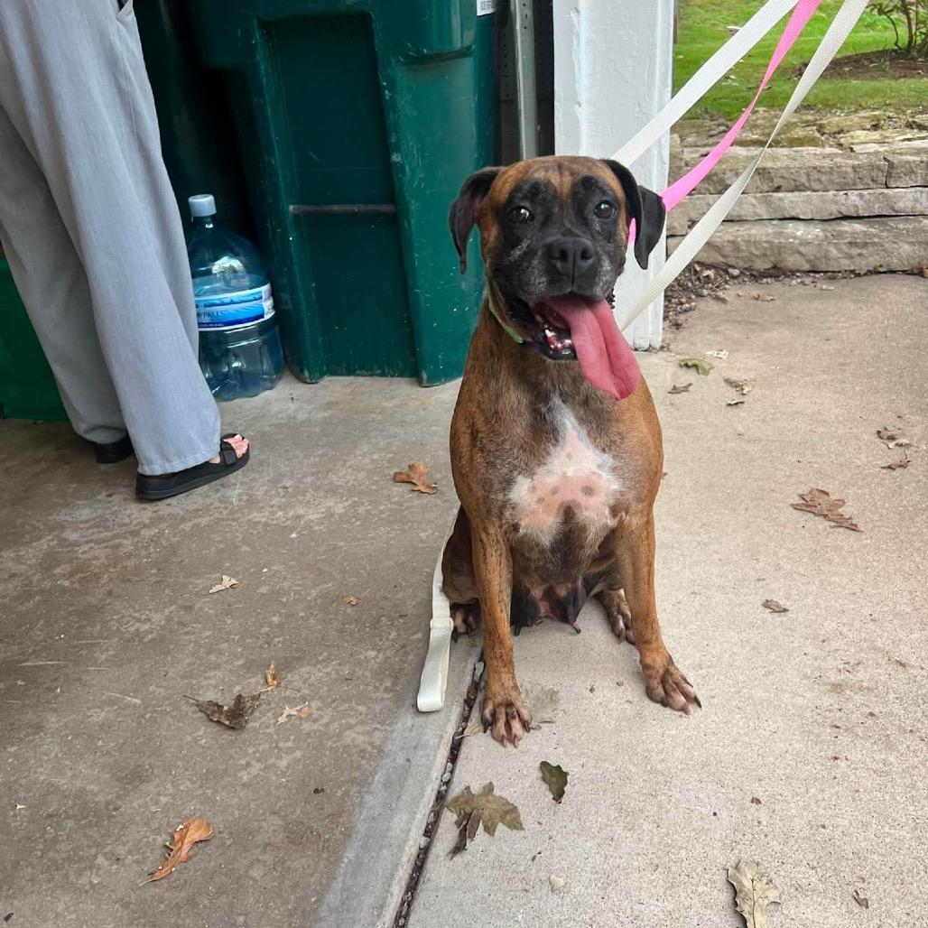 Enlarge Eclair, a Adoptable Boxer in St. Charles, IL image 5/6