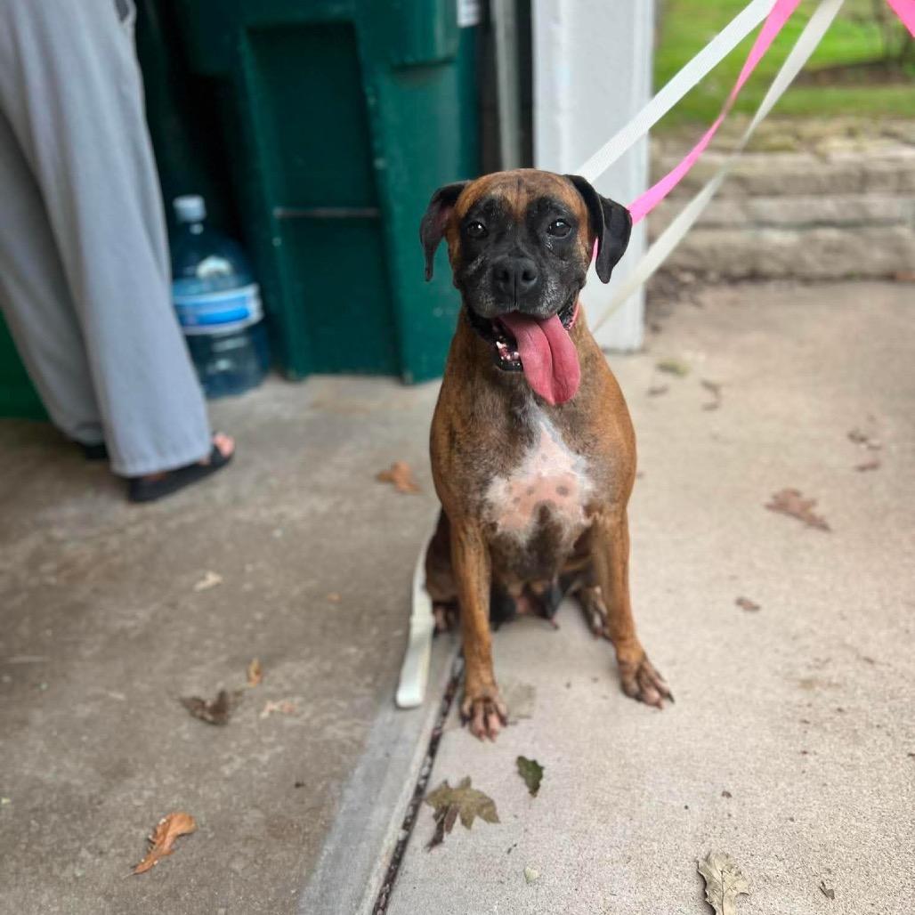 Enlarge Eclair, a Adoptable Boxer in St. Charles, IL image 6/6