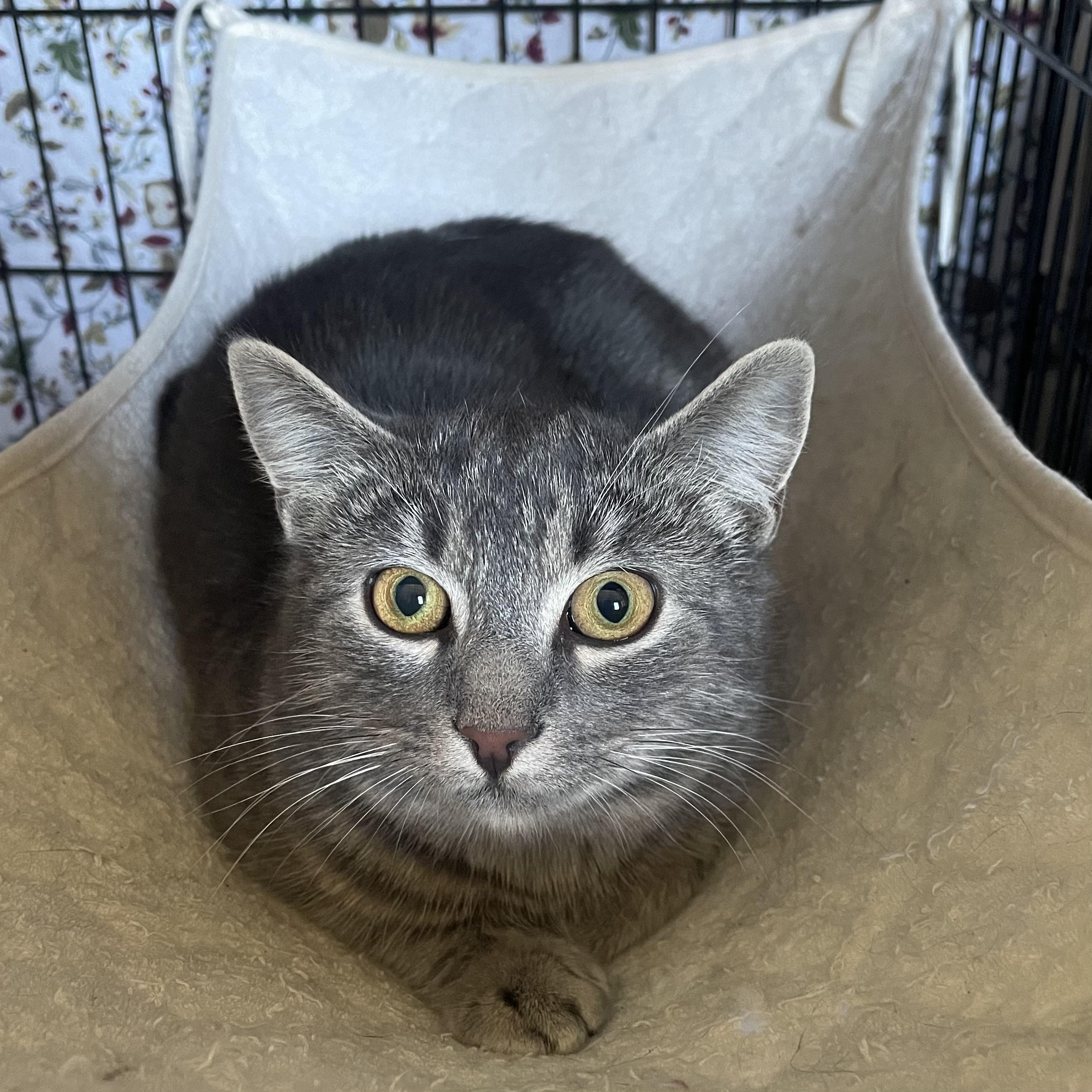 Caprice, a Adoptable Domestic Short Hair in Douglas, MA image 3/4