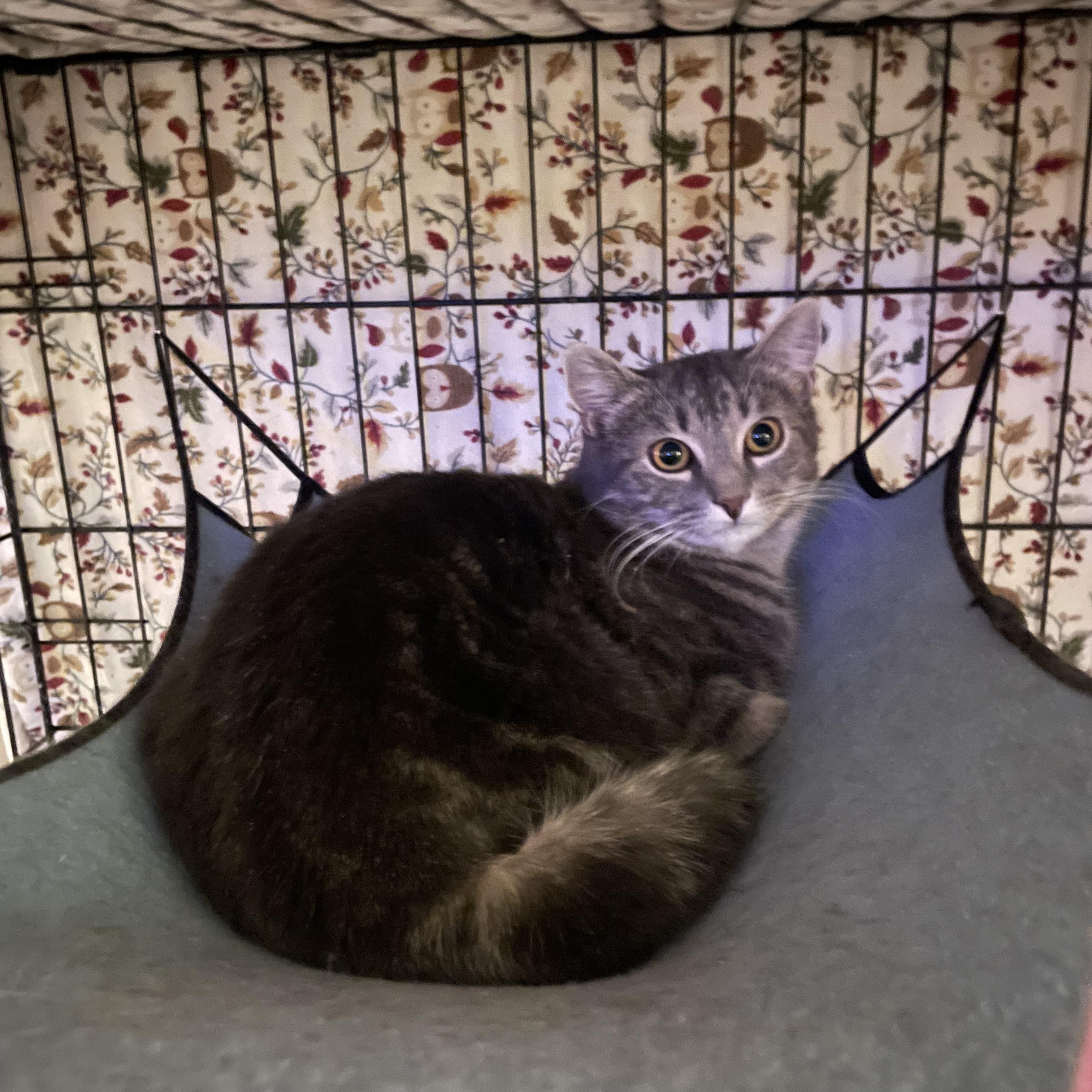 Caprice, a Adoptable Domestic Short Hair in Douglas, MA image 4/4