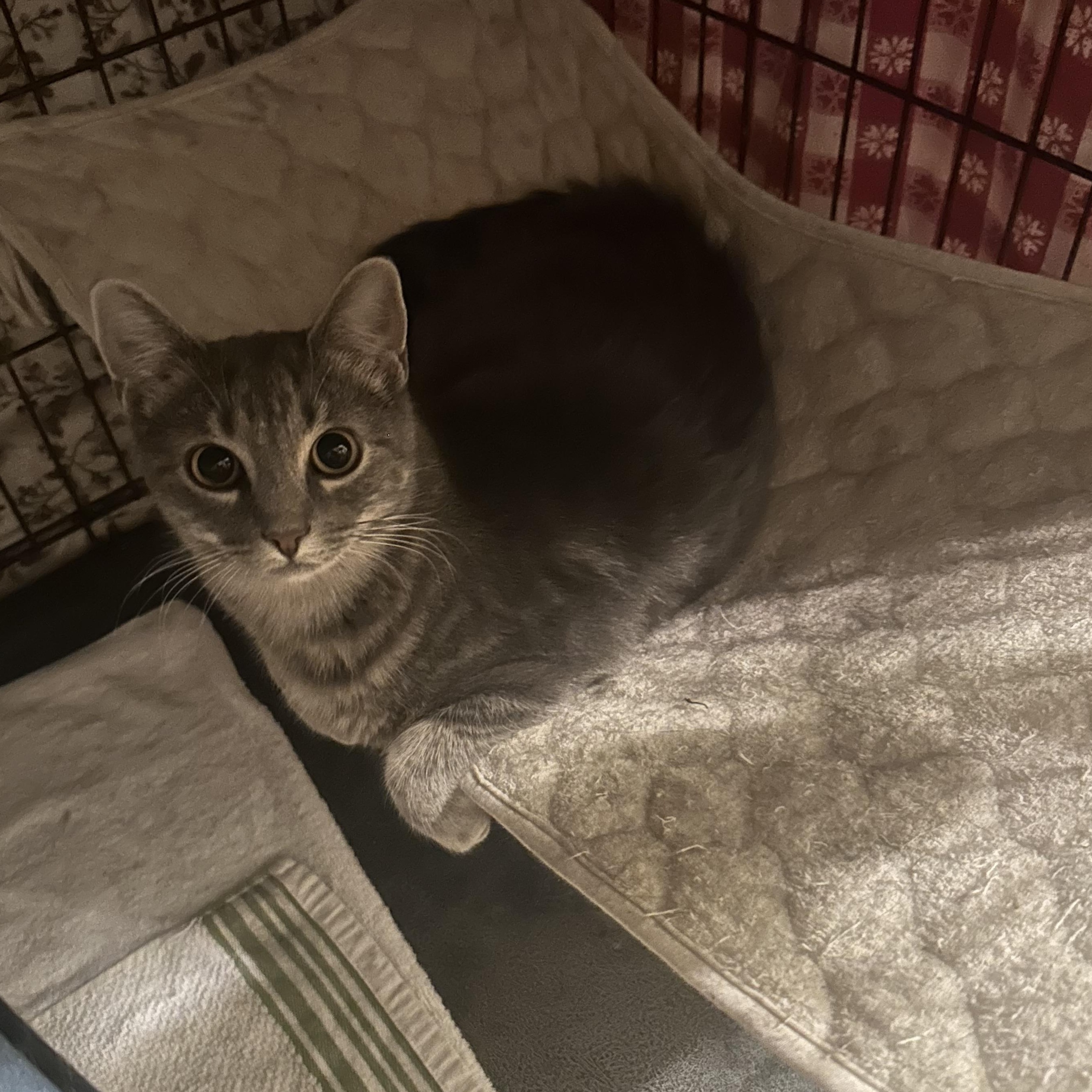 Caprice, Adoptable, Young Female Domestic Short Hair.