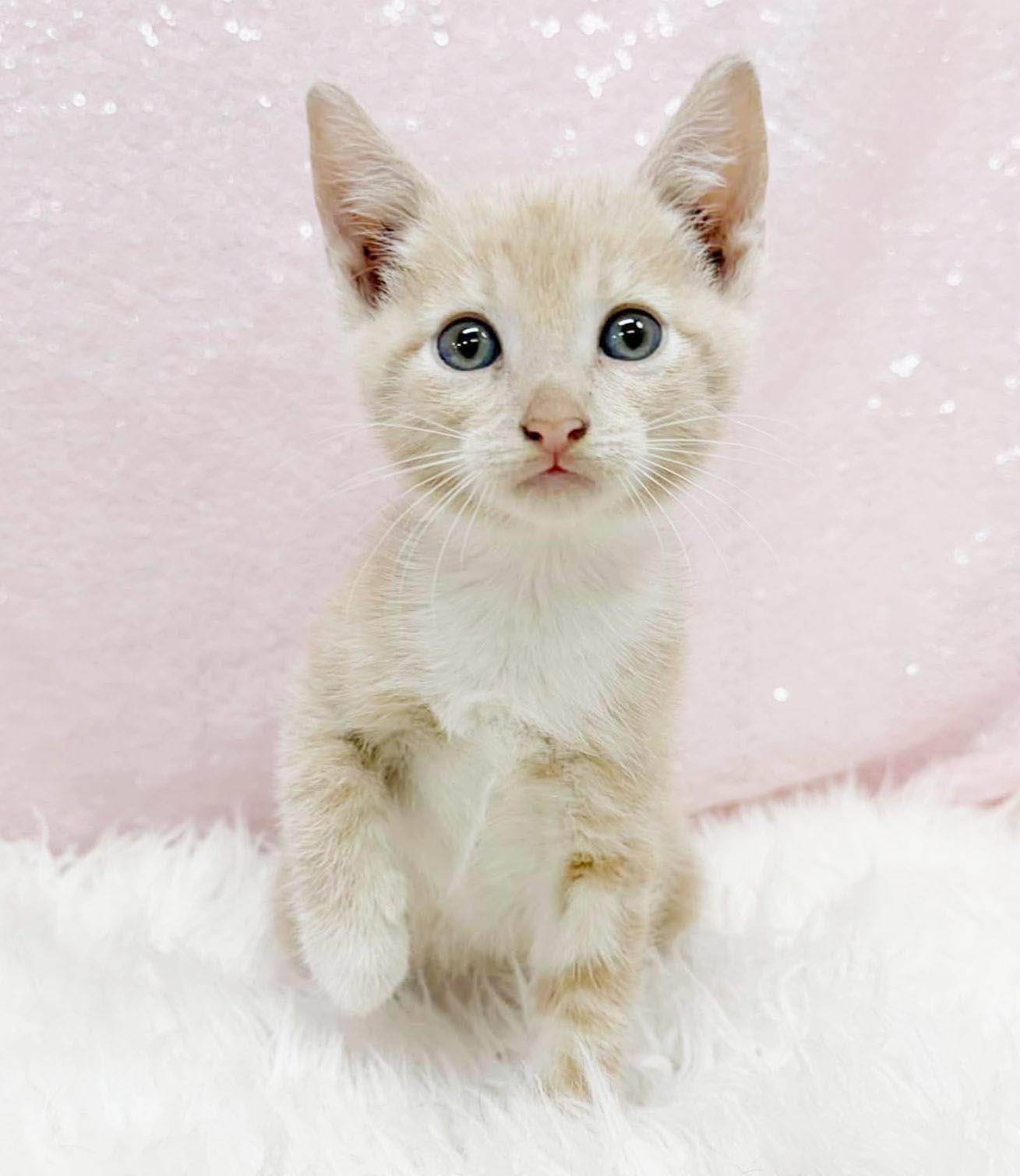 Luna Lovebug is our lil' orange angel - RARE ORANGE BABY FEMALE, Adoptable, Kitten Female Tabby.