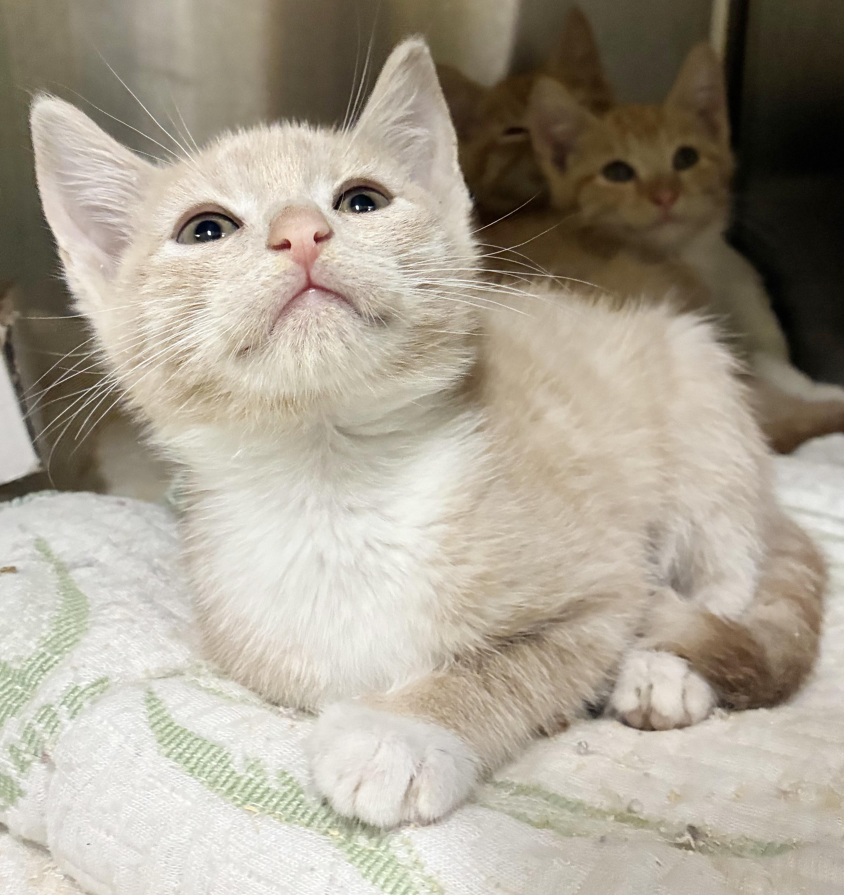 Enlarge Luna Lovebug is our lil' orange angel - RARE ORANGE BABY FEMALE, a Adoptable mixed breed in Bedford Hills, NY image 5/5
