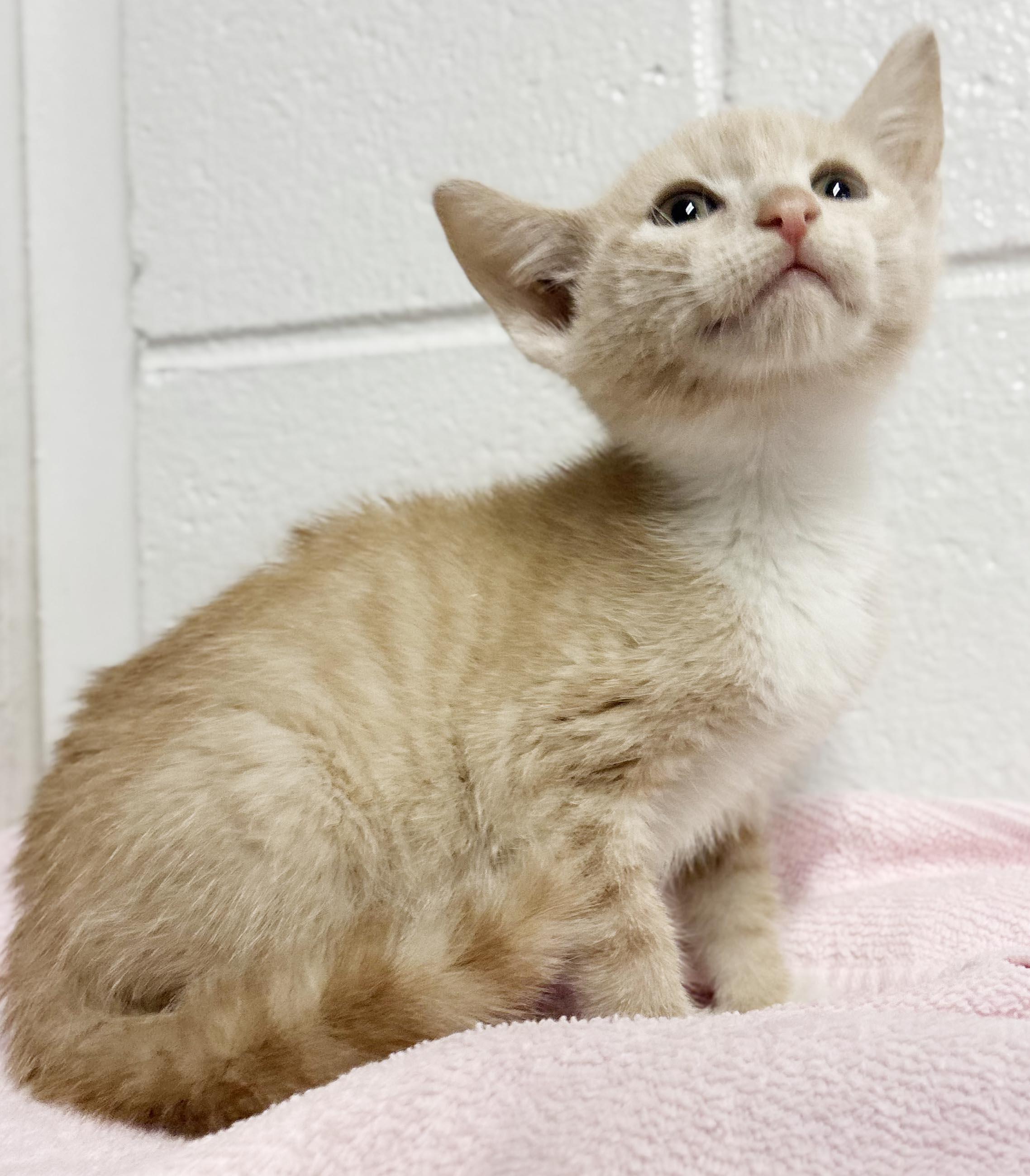 Enlarge Luna Lovebug is our lil' orange angel - RARE ORANGE BABY FEMALE, a Adoptable mixed breed in Bedford Hills, NY image 4/5