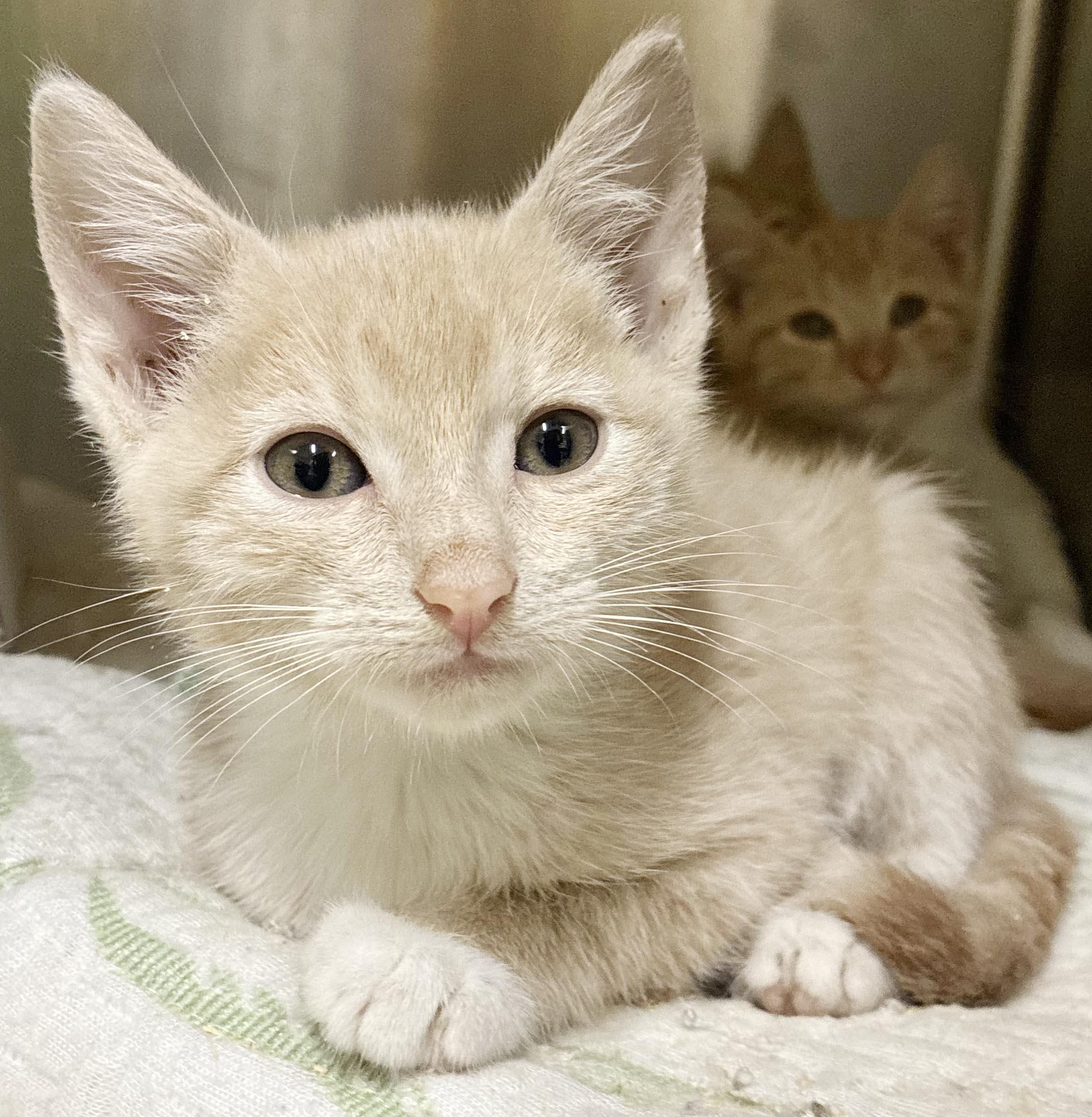 Enlarge Luna Lovebug is our lil' orange angel - RARE ORANGE BABY FEMALE, a Adoptable mixed breed in Bedford Hills, NY image 3/5