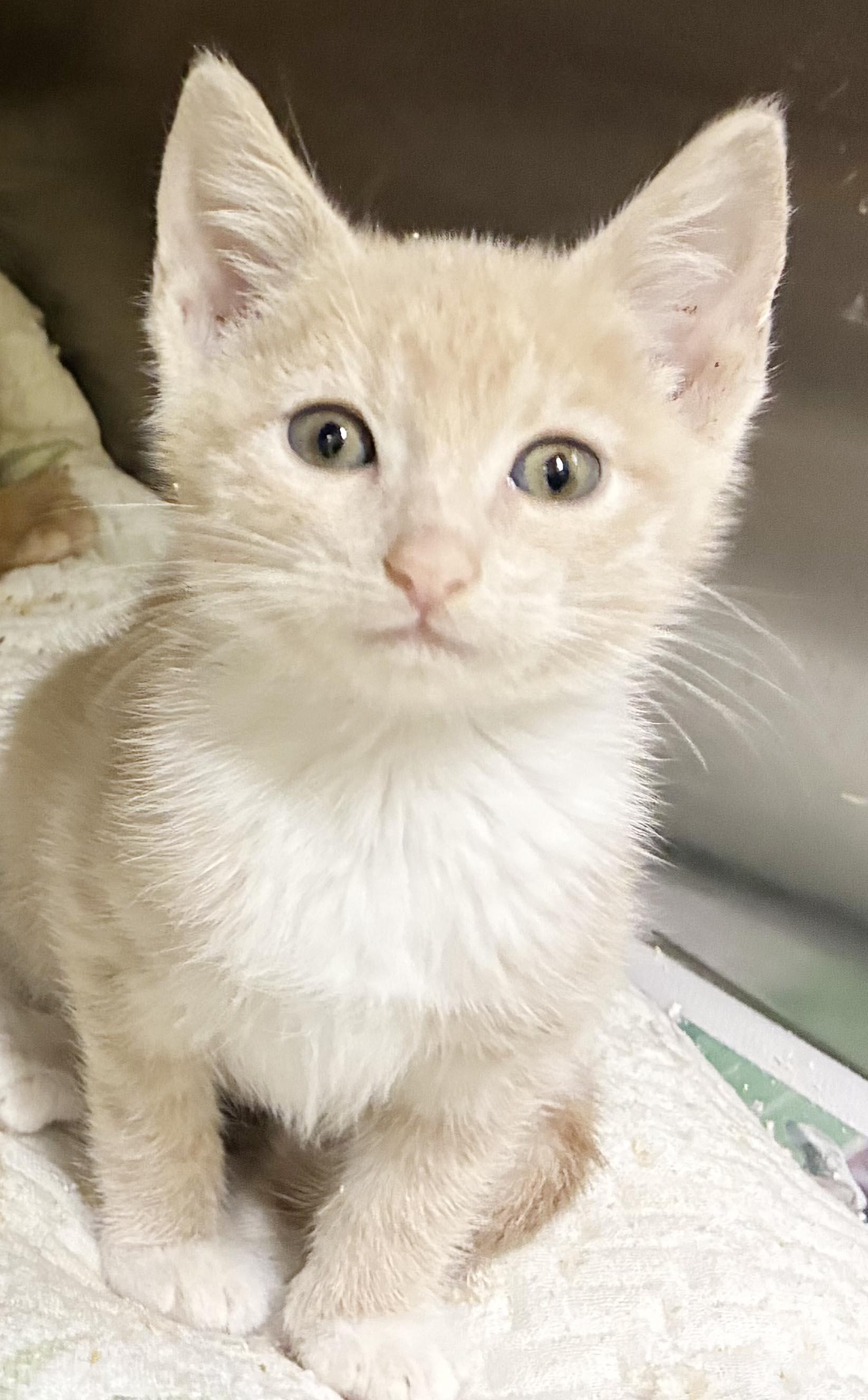 Enlarge Luna Lovebug is our lil' orange angel - RARE ORANGE BABY FEMALE, a Adoptable mixed breed in Bedford Hills, NY image 2/5