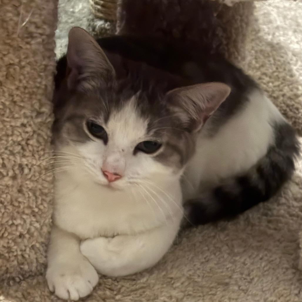 Oscar, a Adoptable Domestic Short Hair in Meridian, ID image 2/3