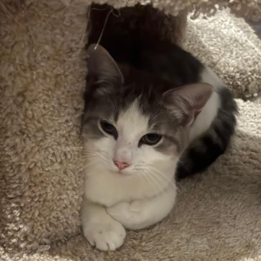 Oscar, a Adoptable Domestic Short Hair in Meridian, ID image 3/3