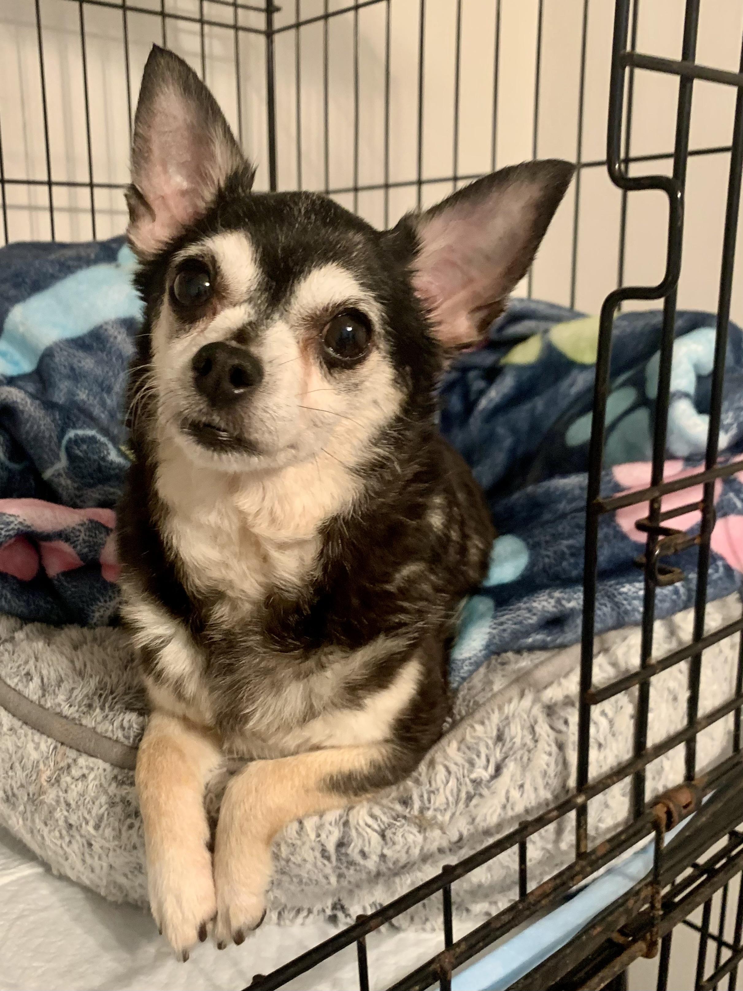 Enlarge Chica, an adopted Chihuahua in Richmond, VA image 3/3