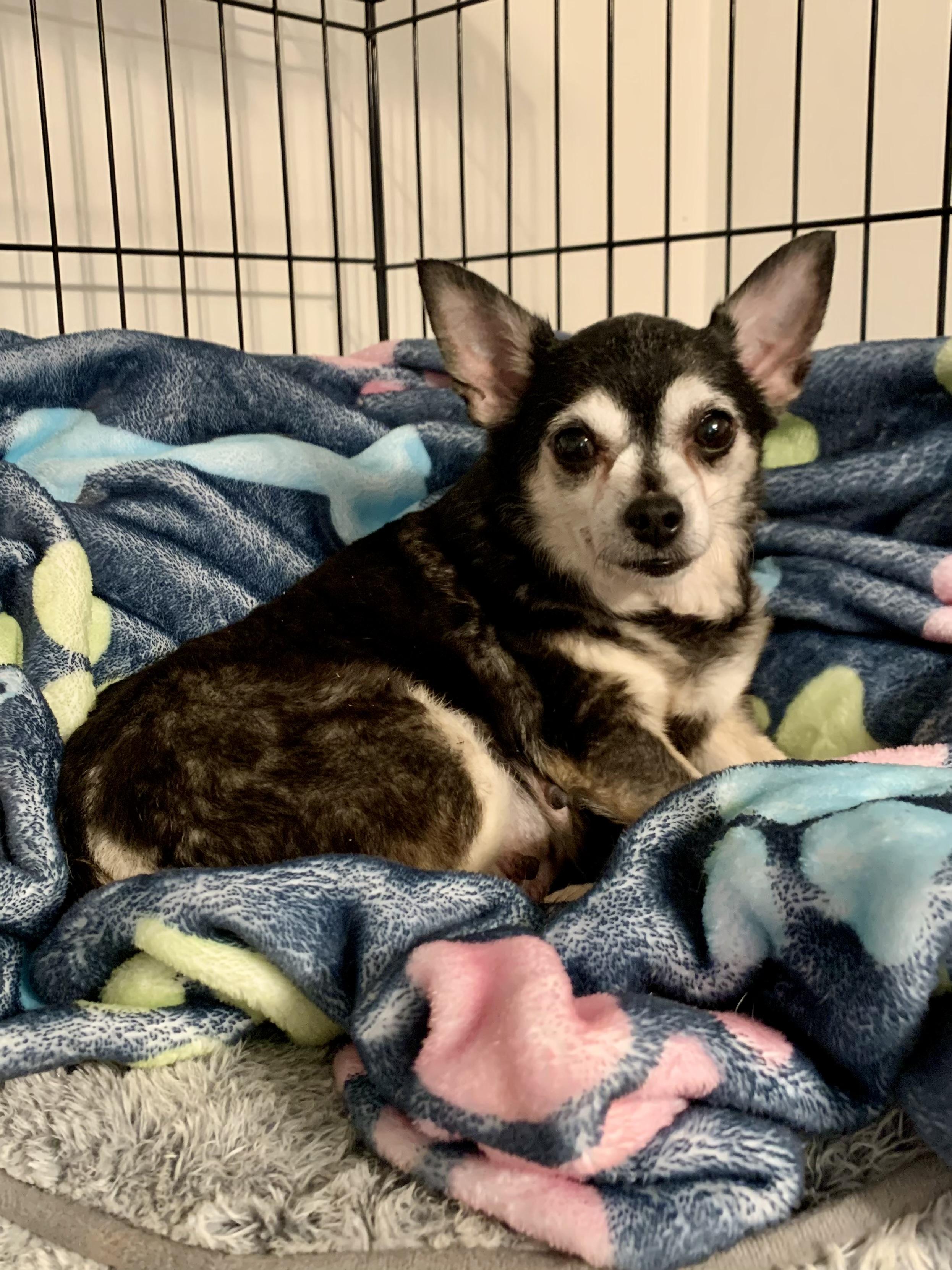 Enlarge Chica, an adopted Chihuahua in Richmond, VA image 2/3