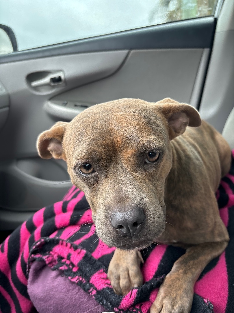 Gemma, Adopted, Young Female Staffordshire Bull Terrier & Mixed Breed.