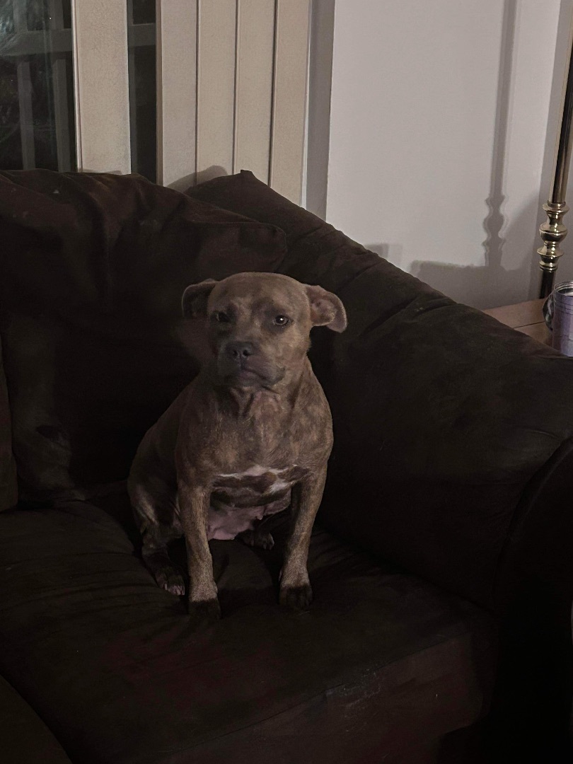 Gemma, a Adopted mixed breed in Wildwood, FL image 2/3