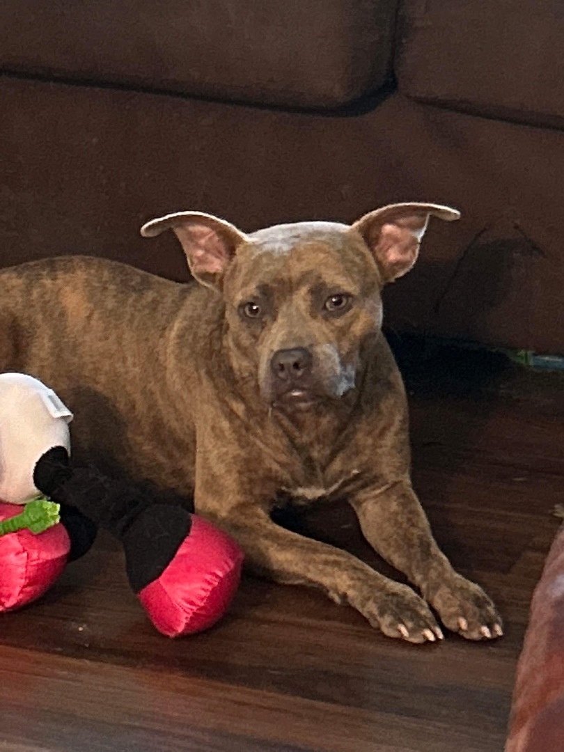 Gemma, a Adopted mixed breed in Wildwood, FL image 3/3