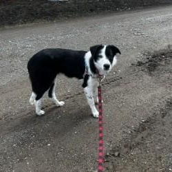 Enlarge Da’ithi, a ADOPTABLE Border Collie in Glenrock, WY image 3/4