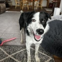 Da’ithi, ADOPTABLE, Young Male Border Collie.