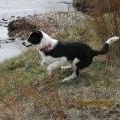 Enlarge Da’ithi, a ADOPTABLE Border Collie in Glenrock, WY image 2/4