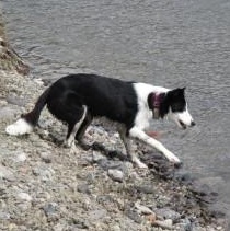 Enlarge Da’ithi, a ADOPTABLE Border Collie in Glenrock, WY image 4/4