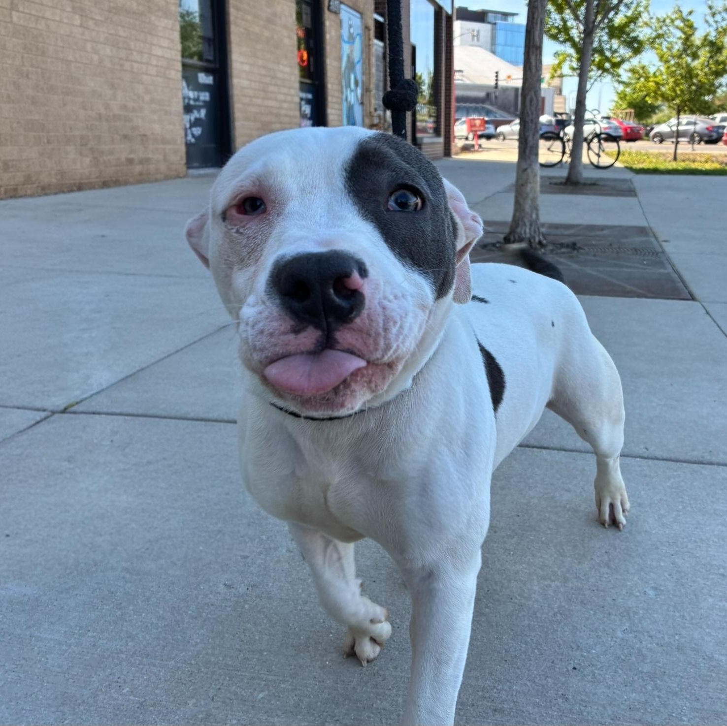 Enlarge Biscuit, an adopted mixed breed in Chicago, IL image 4/6