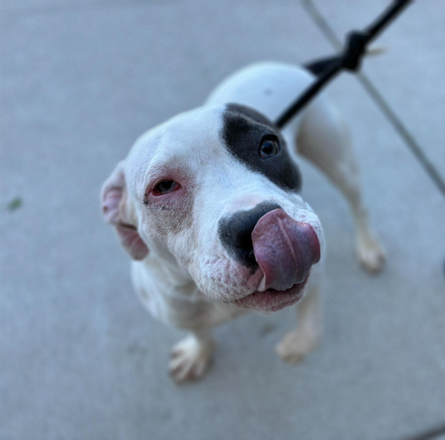 Enlarge Biscuit, an adopted mixed breed in Chicago, IL image 3/6