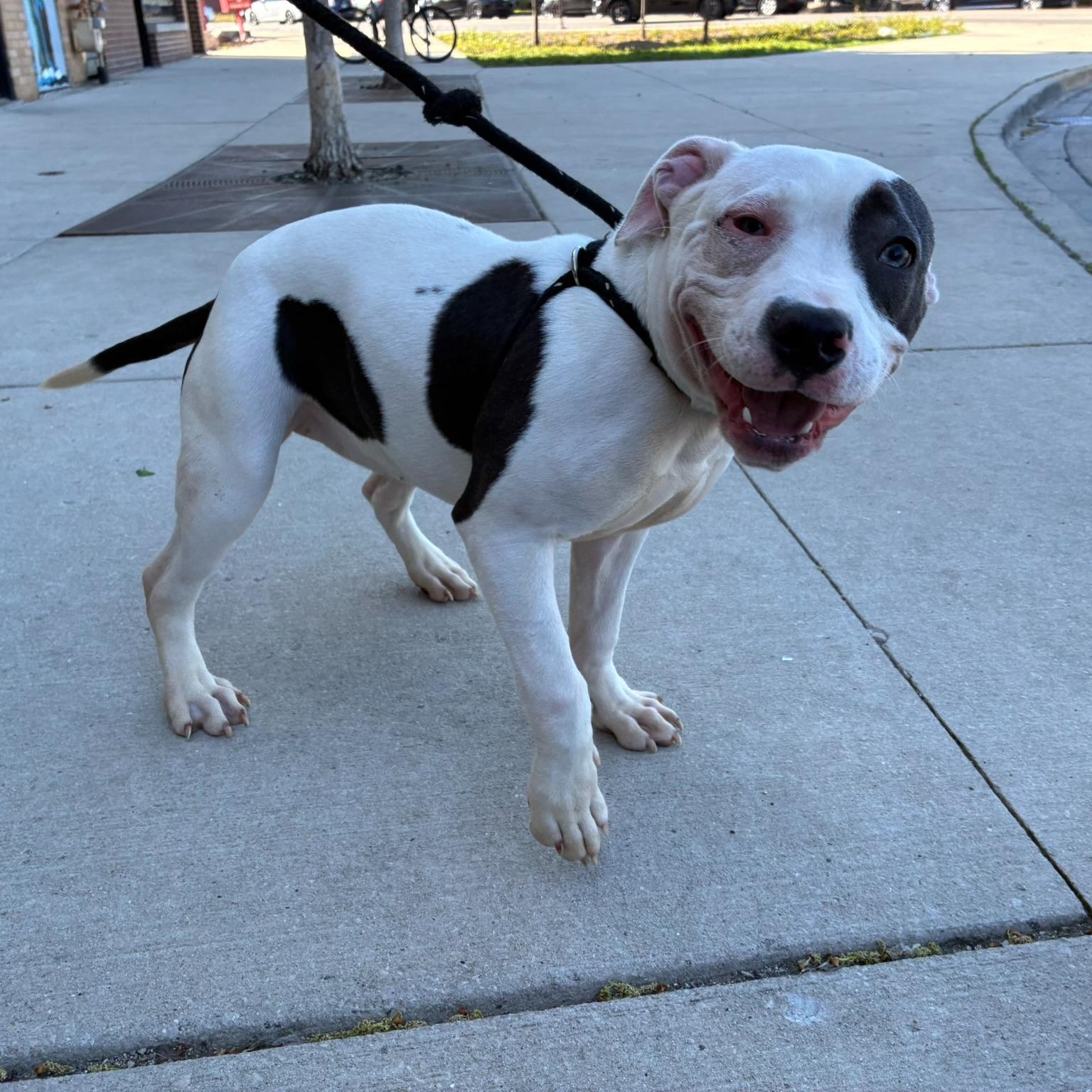 Enlarge Biscuit, an adopted mixed breed in Chicago, IL image 2/6