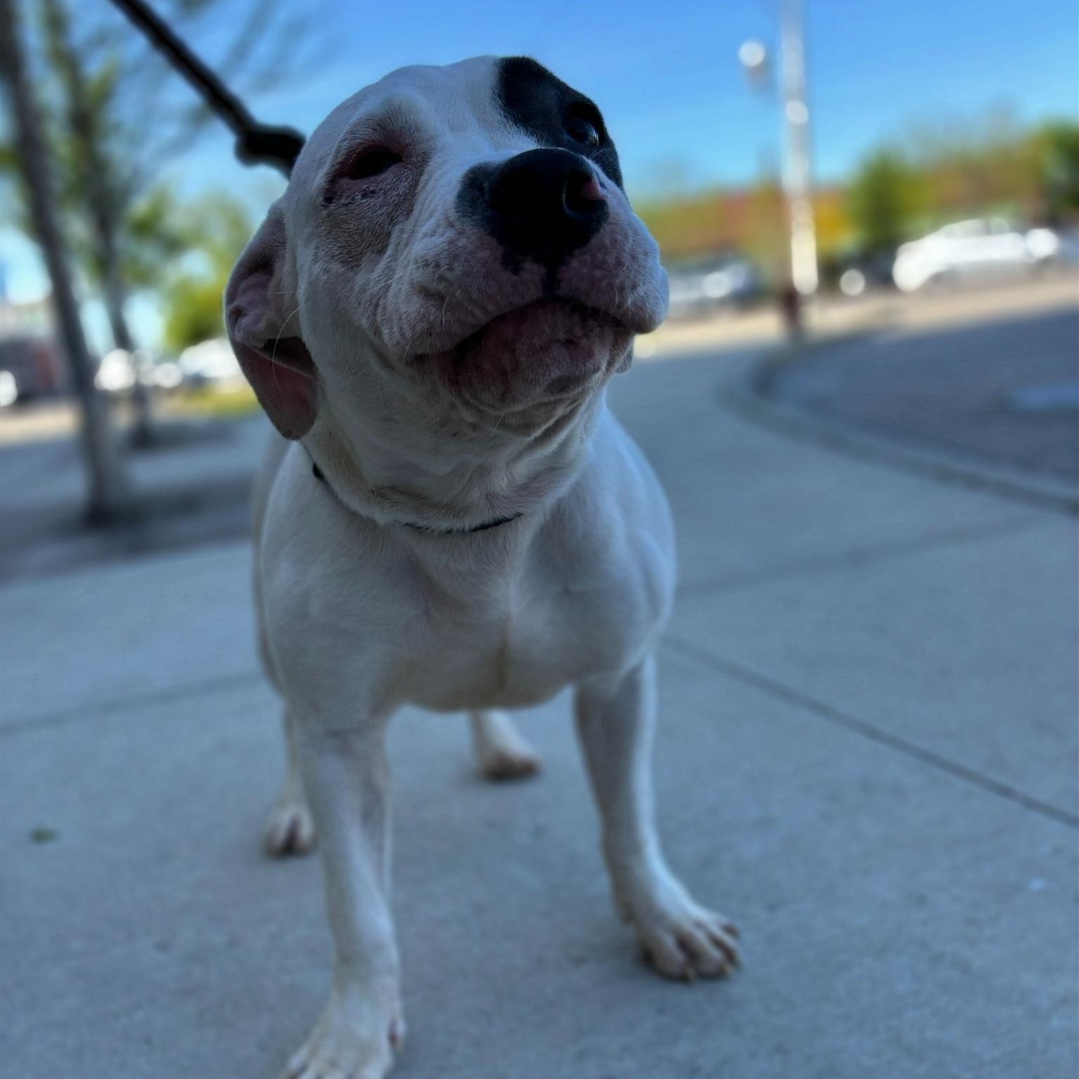 Enlarge Biscuit, an adopted mixed breed in Chicago, IL image 5/6