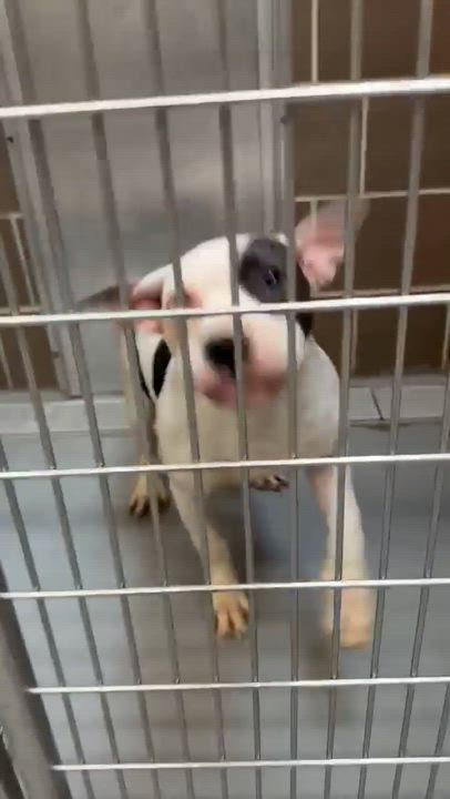 Enlarge Biscuit, an adopted mixed breed in Chicago, IL video 6/6