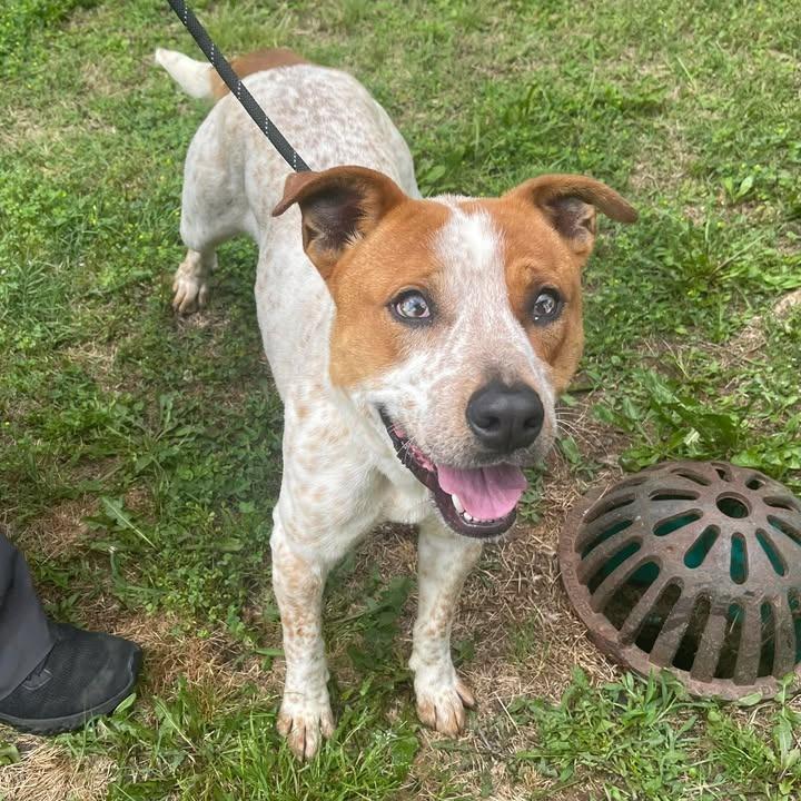 Balto, Adoptable, Young Male Australian Cattle Dog / Blue Heeler.
