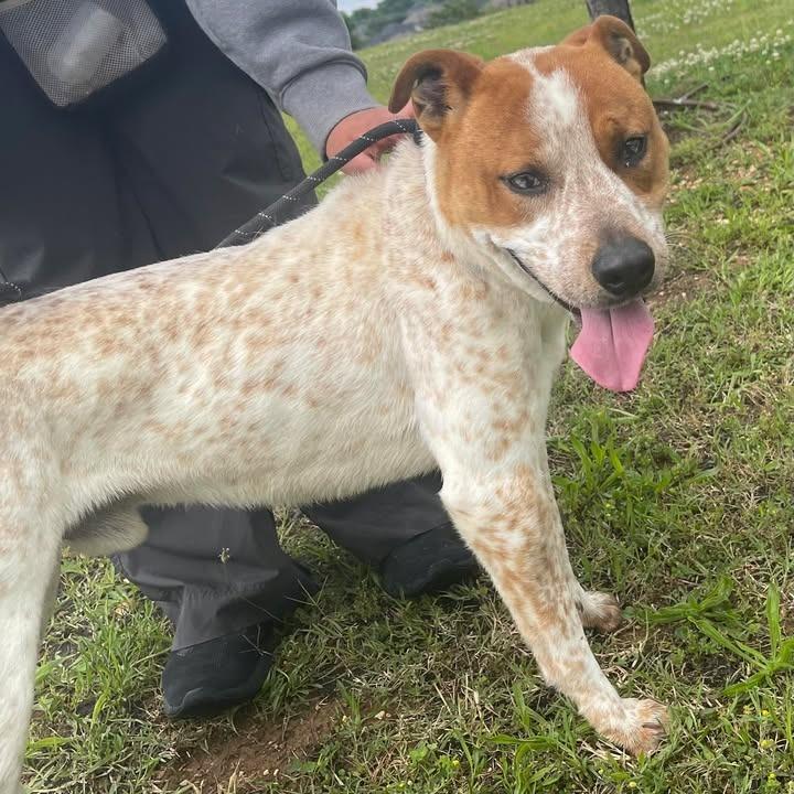Balto, a Adoptable Australian Cattle Dog / Blue Heeler in Springdale, AR image 2/6