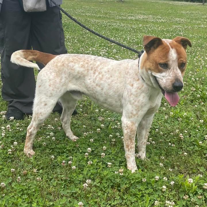 Balto, a Adoptable Australian Cattle Dog / Blue Heeler in Springdale, AR image 3/6