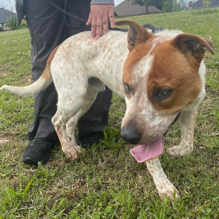 Balto, a Adoptable Australian Cattle Dog / Blue Heeler in Springdale, AR image 4/6
