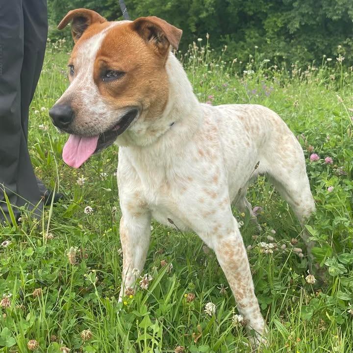 Balto, a Adoptable Australian Cattle Dog / Blue Heeler in Springdale, AR image 5/6