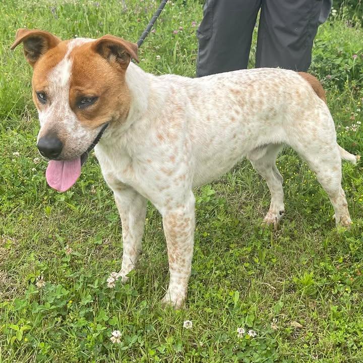 Balto, a Adoptable Australian Cattle Dog / Blue Heeler in Springdale, AR image 6/6