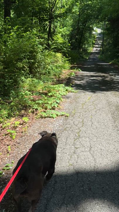 Enlarge Sadie, an adopted mixed breed in Talbott, TN video 2/3