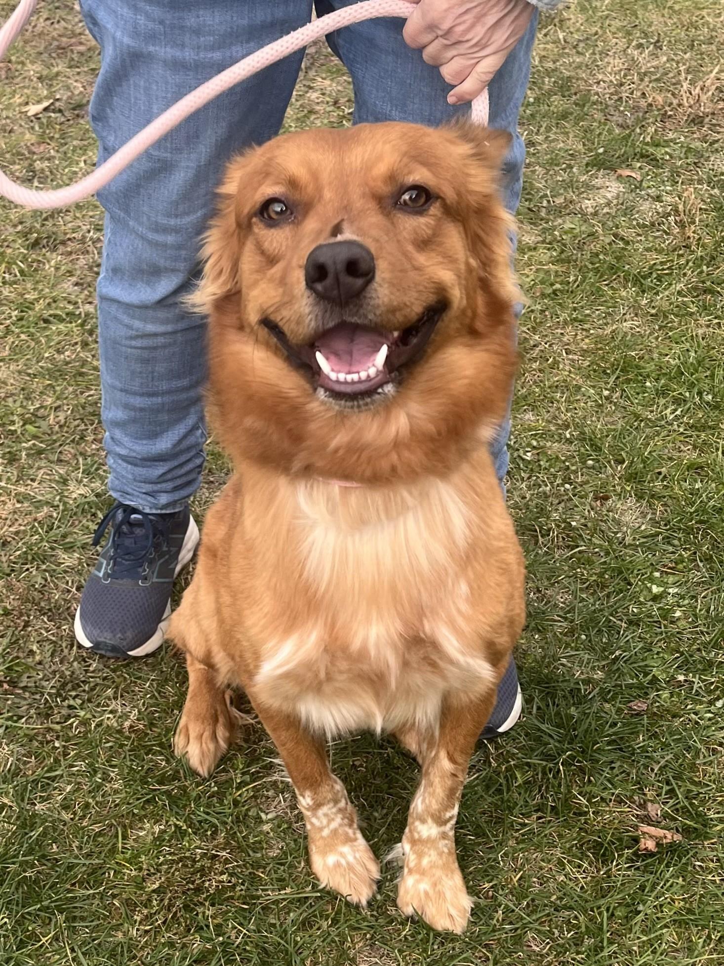 Boogie, adopted, Young Male Shepherd.