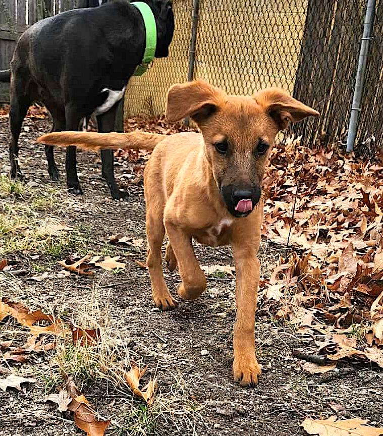 Parson, a Adoptable mixed breed in Leominster, MA image 4/6