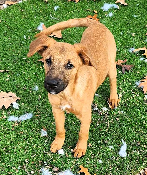 Parson, a Adoptable mixed breed in Leominster, MA image 3/6