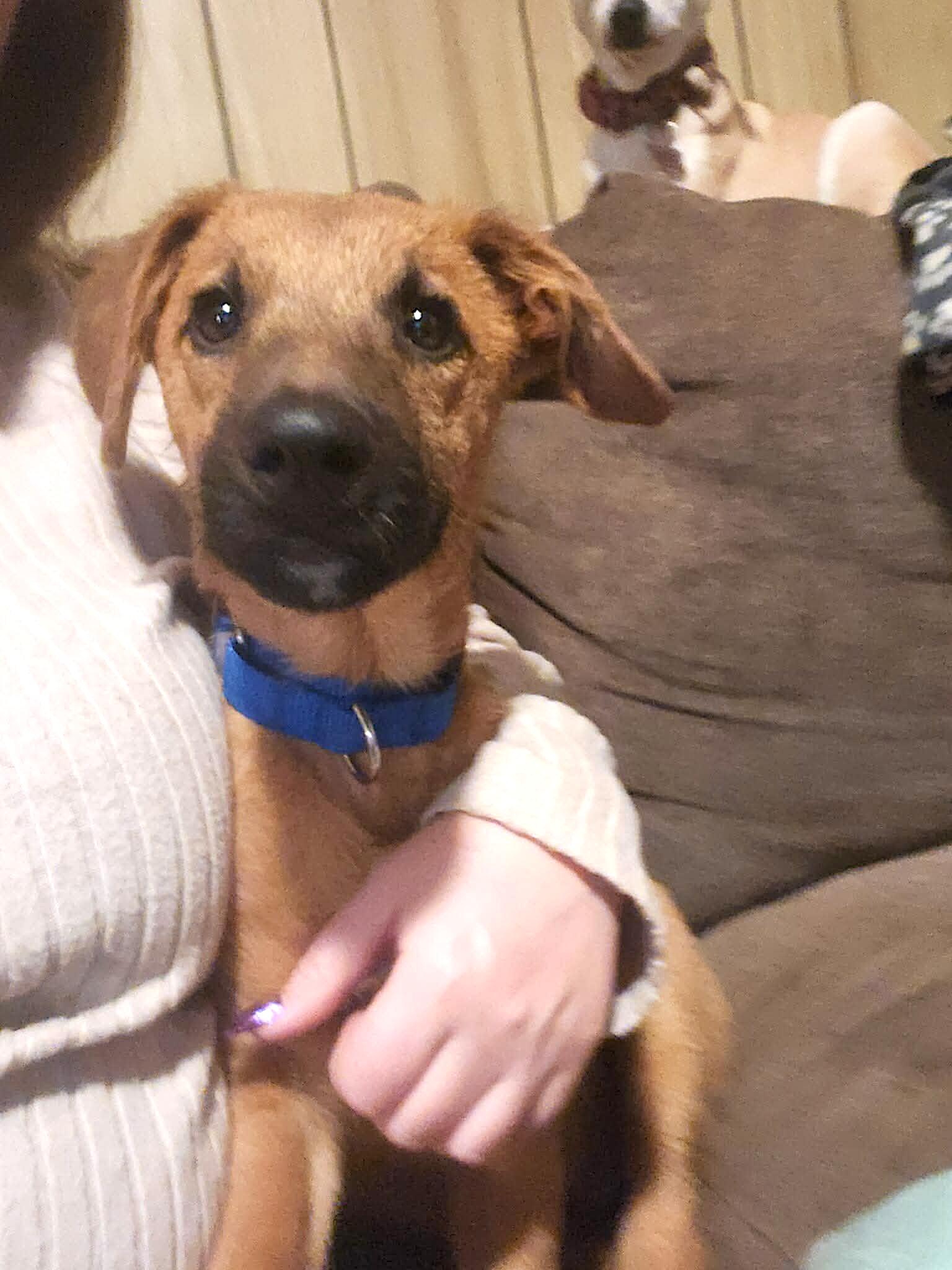 Parson, Adoptable, Young Male German Shepherd Dog.