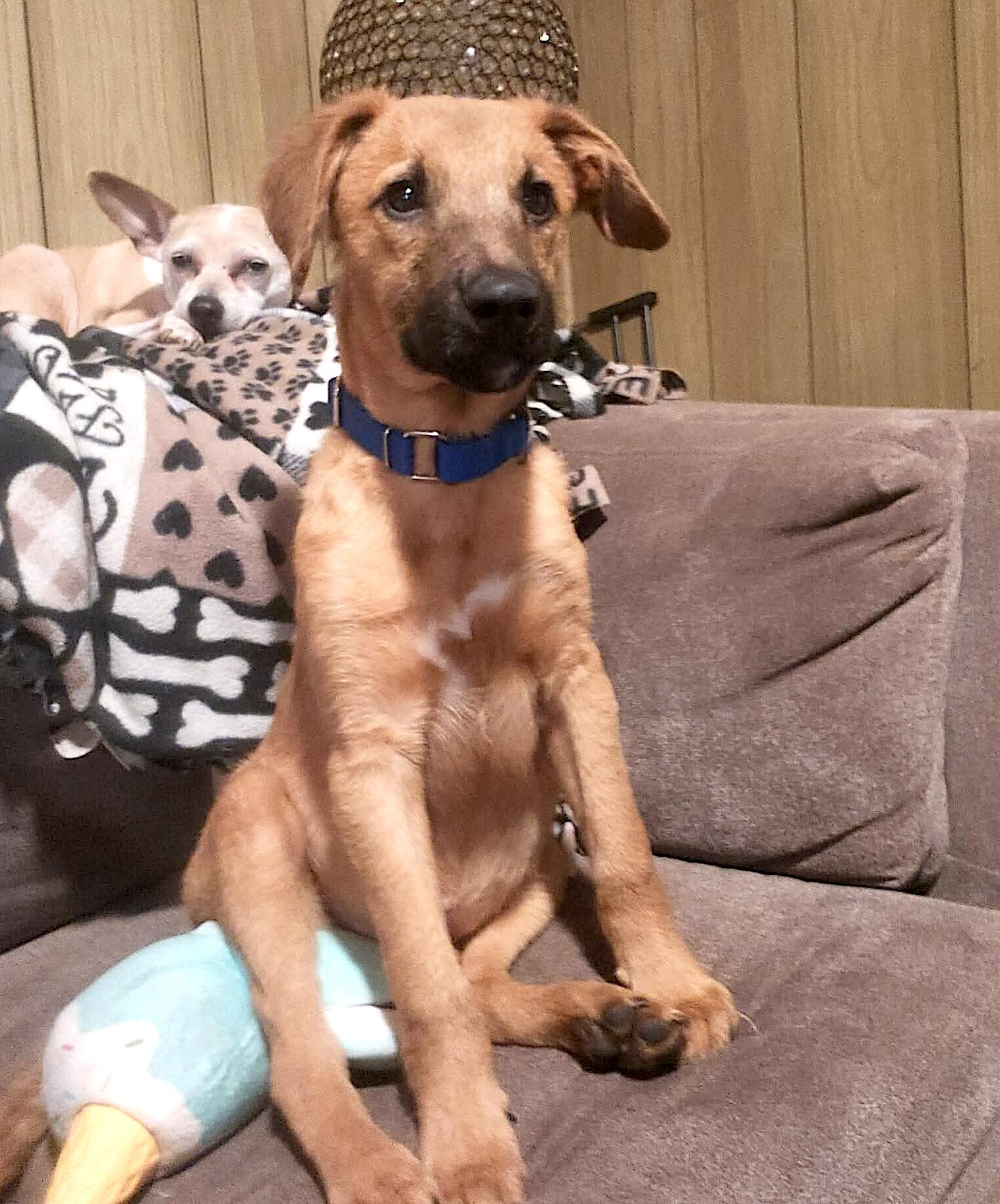 Parson, a Adoptable mixed breed in Leominster, MA image 2/6