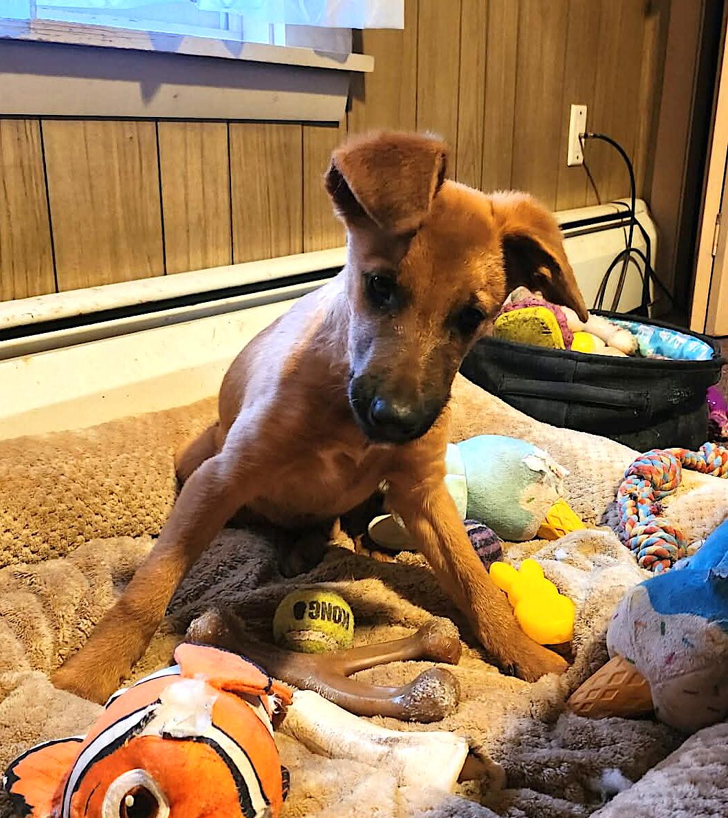 Parson, a Adoptable mixed breed in Leominster, MA image 5/6