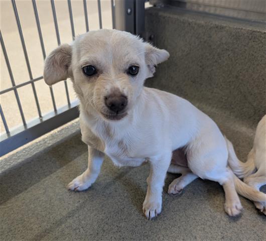 Enlarge KIKI, a Adoptable Chihuahua in San Martin, CA image 1/1