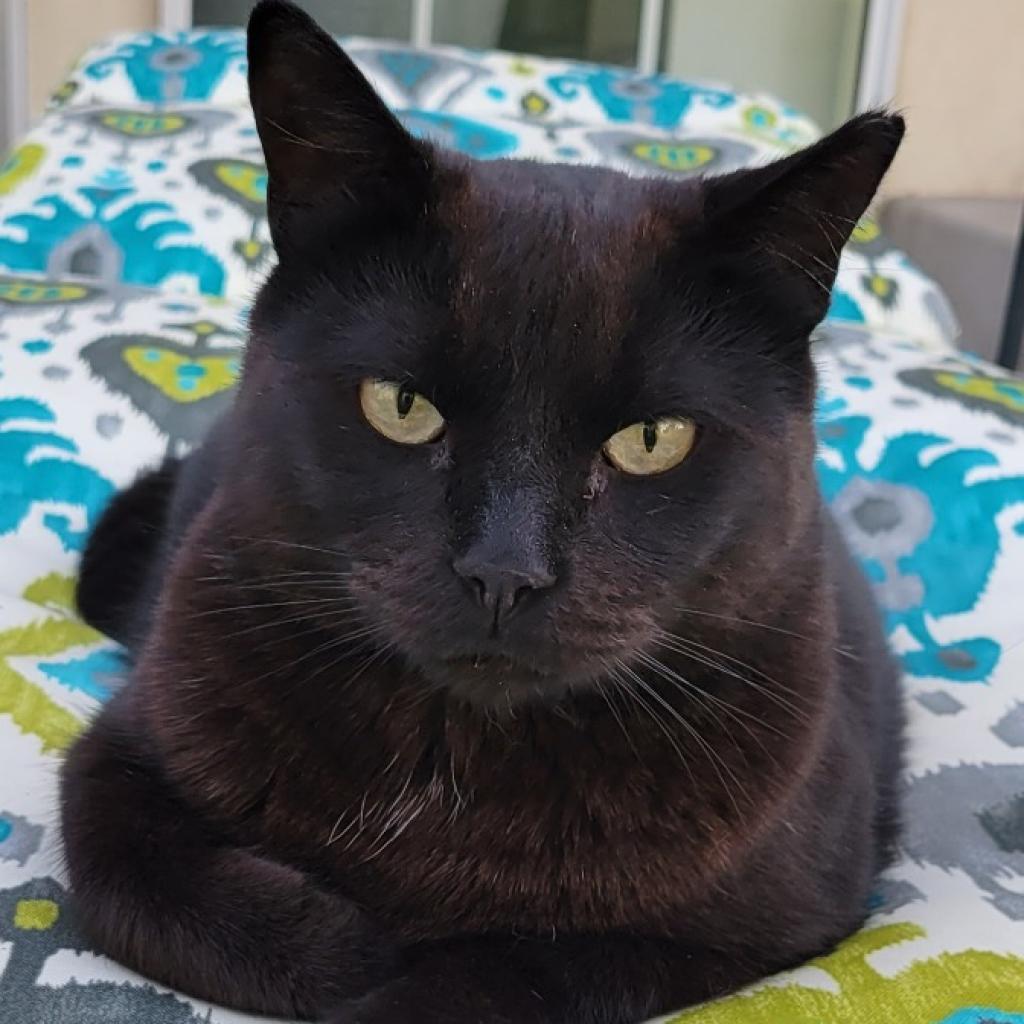 Sarah, Adoptable, Senior Female Domestic Short Hair & Domestic Short Hair.