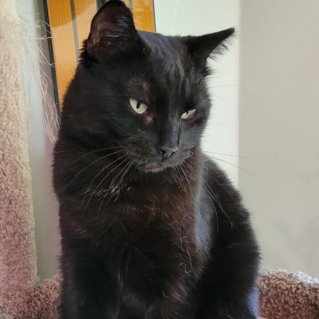 Sarah, a Adoptable mixed breed in Bountiful, UT image 2/2