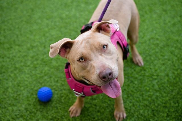Enlarge RUBY, a Adoptable mixed breed in Fort Lauderdale, FL image 1/1