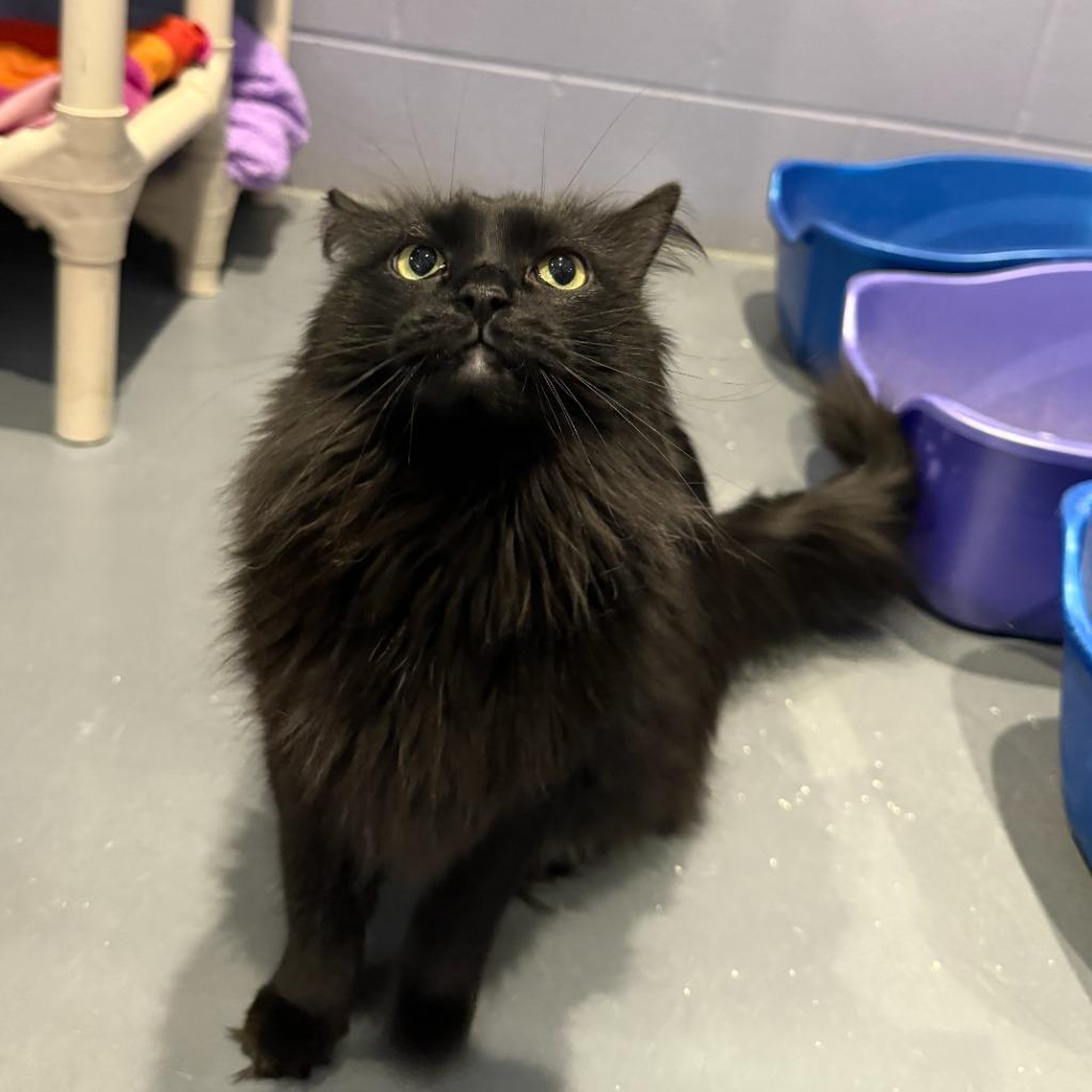 Stasia, Adoptable, Adult Female Domestic Long Hair.