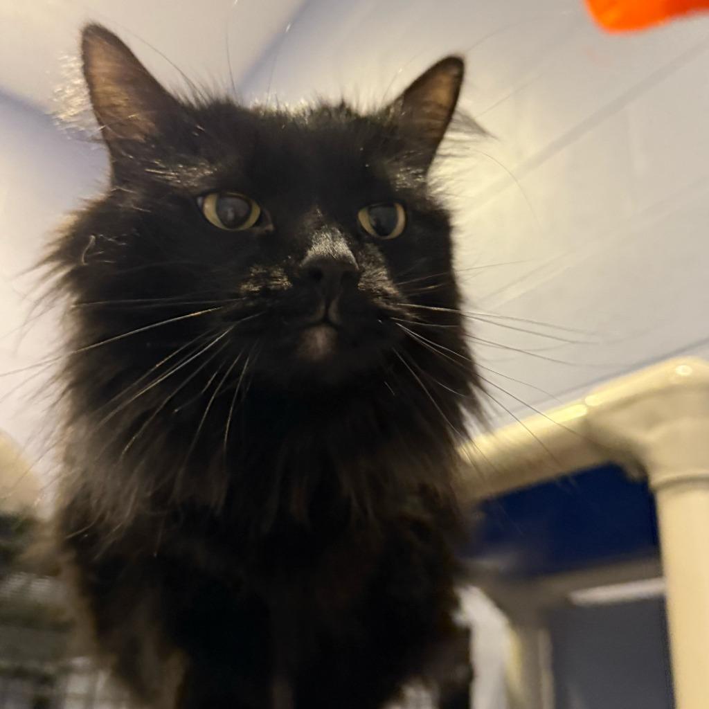 Stasia, a Adoptable mixed breed in South Bend, IN image 2/6
