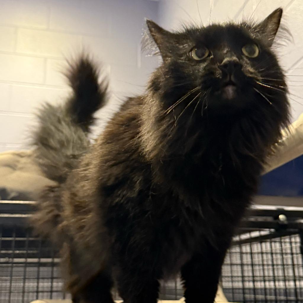 Stasia, a Adoptable mixed breed in South Bend, IN image 3/6
