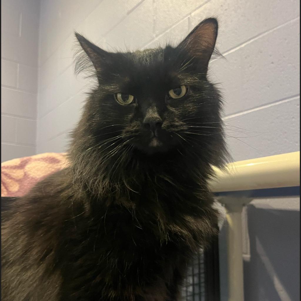Stasia, a Adoptable mixed breed in South Bend, IN image 5/6